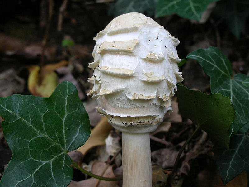 Chlorophyllum rhacodes